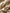 Women's Floral Caramel Square Neck Puff Sleeves Breathable Lyocell Dress