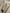 Women's Dark Gray Straight Fit Stable High Waist Trousers